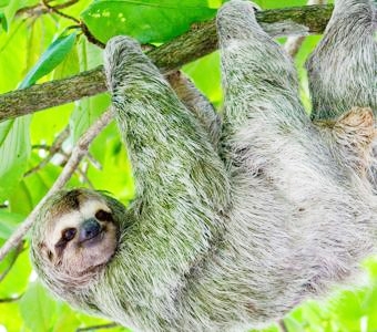 th_sloth-hanging